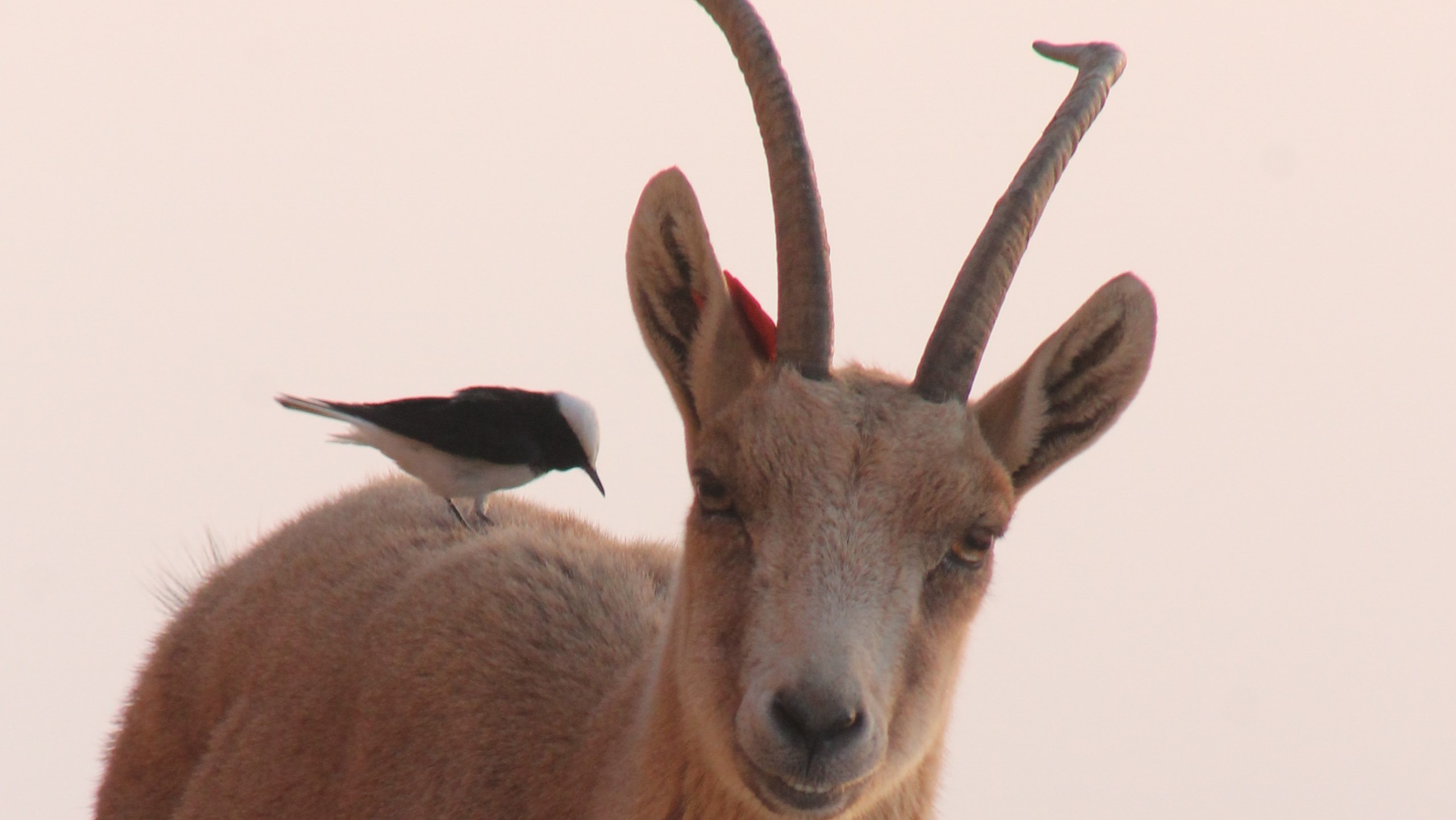 The Wildlife Of The Friendly Negev Desert Photo Travel   Ibex And Bird In The Fridnly Negev Desert Credit Tiki Ozer 